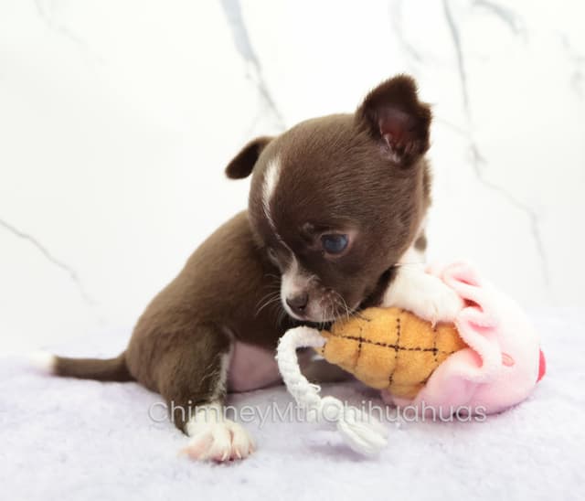 Chimney Mountain Chihuahua Puppies media 7