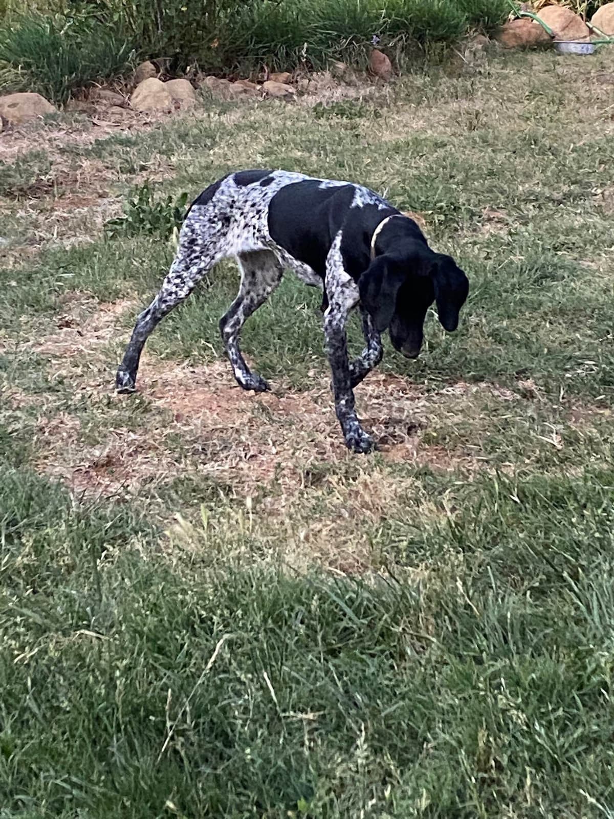 German Shorthaired Pointer Puppies breeder image 1