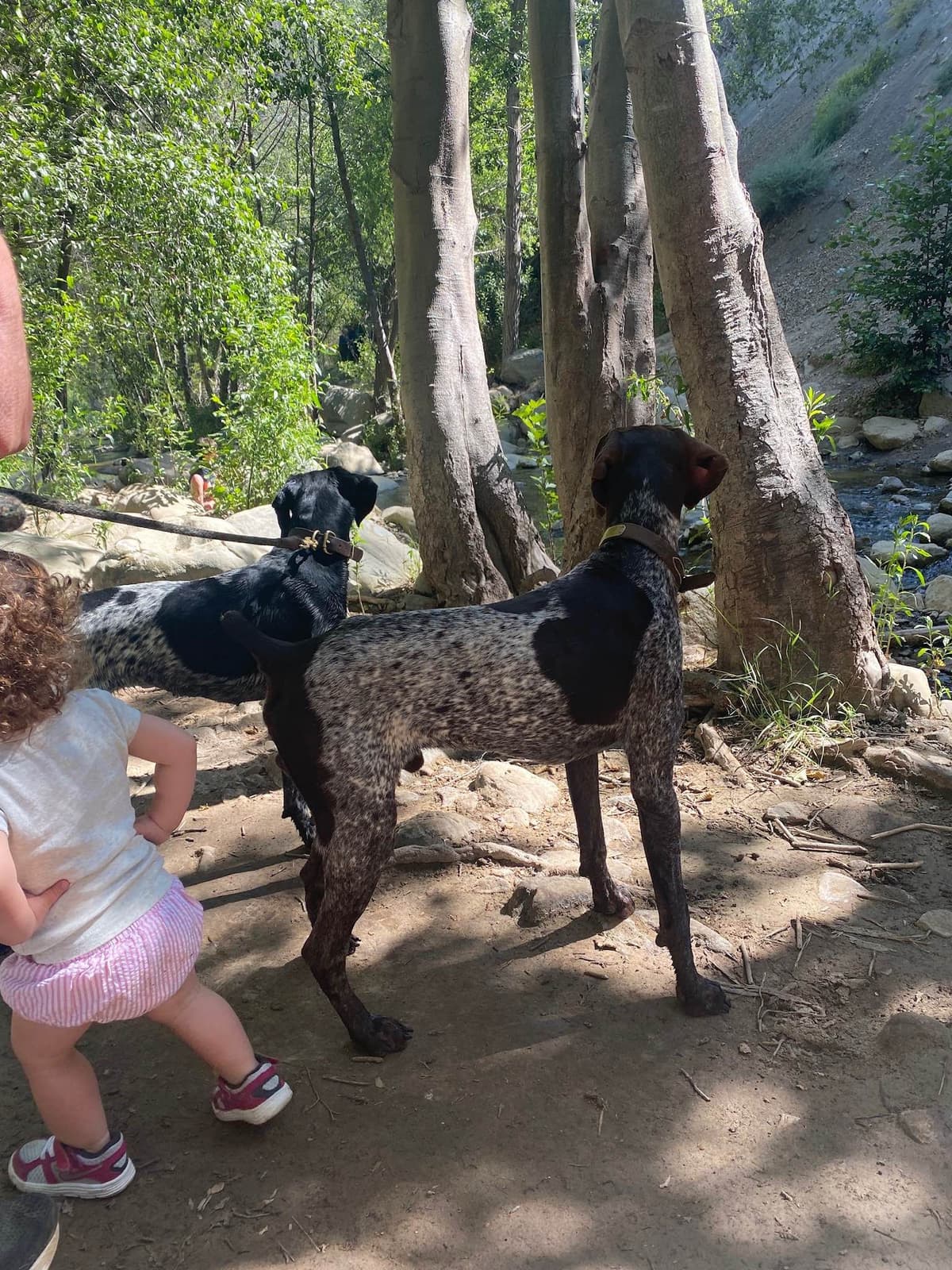 German Shorthaired Pointer Puppies breeder image 2