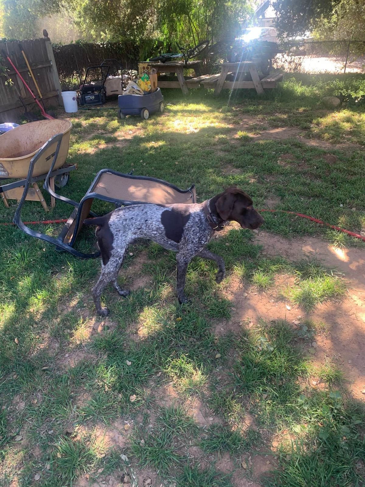 German Shorthaired Pointer Puppies breeder image 3