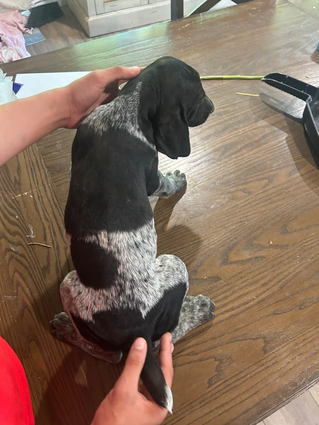 German Shorthaired Pointer Puppies media 3
