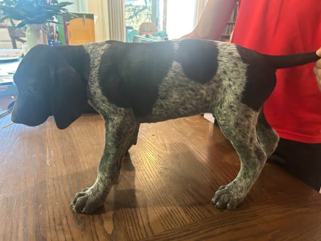 German Shorthaired Pointer Puppies media 4