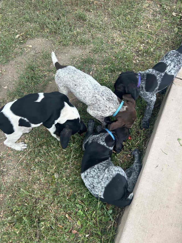 German Shorthaired Pointer Puppies media 6