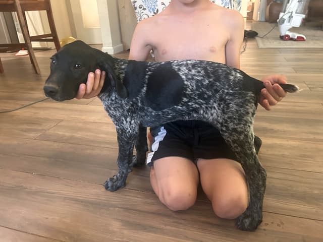 German Shorthaired Pointer Puppies media 7