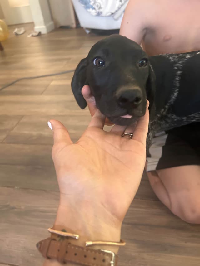 German Shorthaired Pointer Puppies media 9
