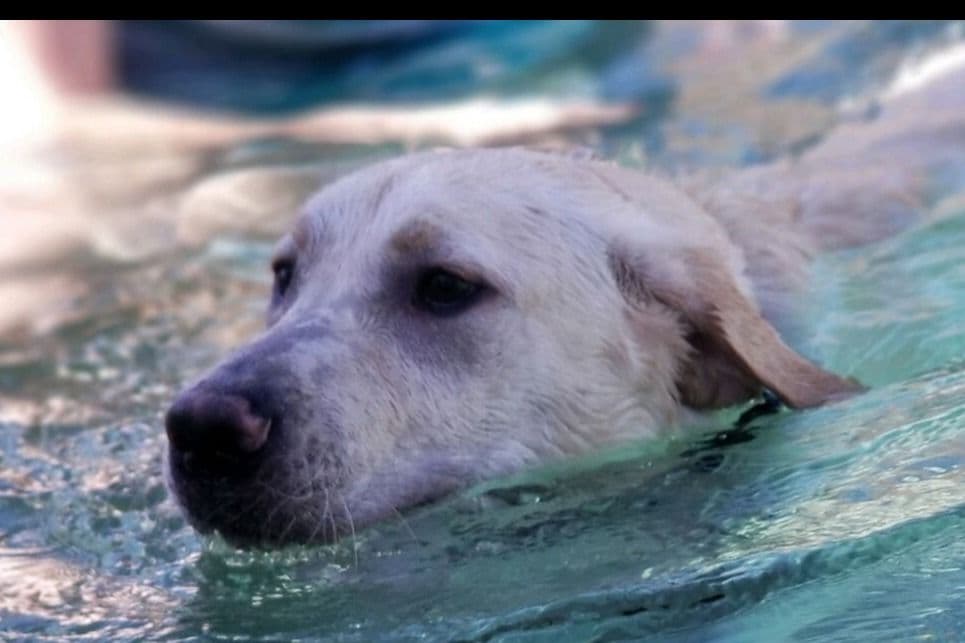 Beautiful Black Male Lab 602 423-0037 breeder image 3