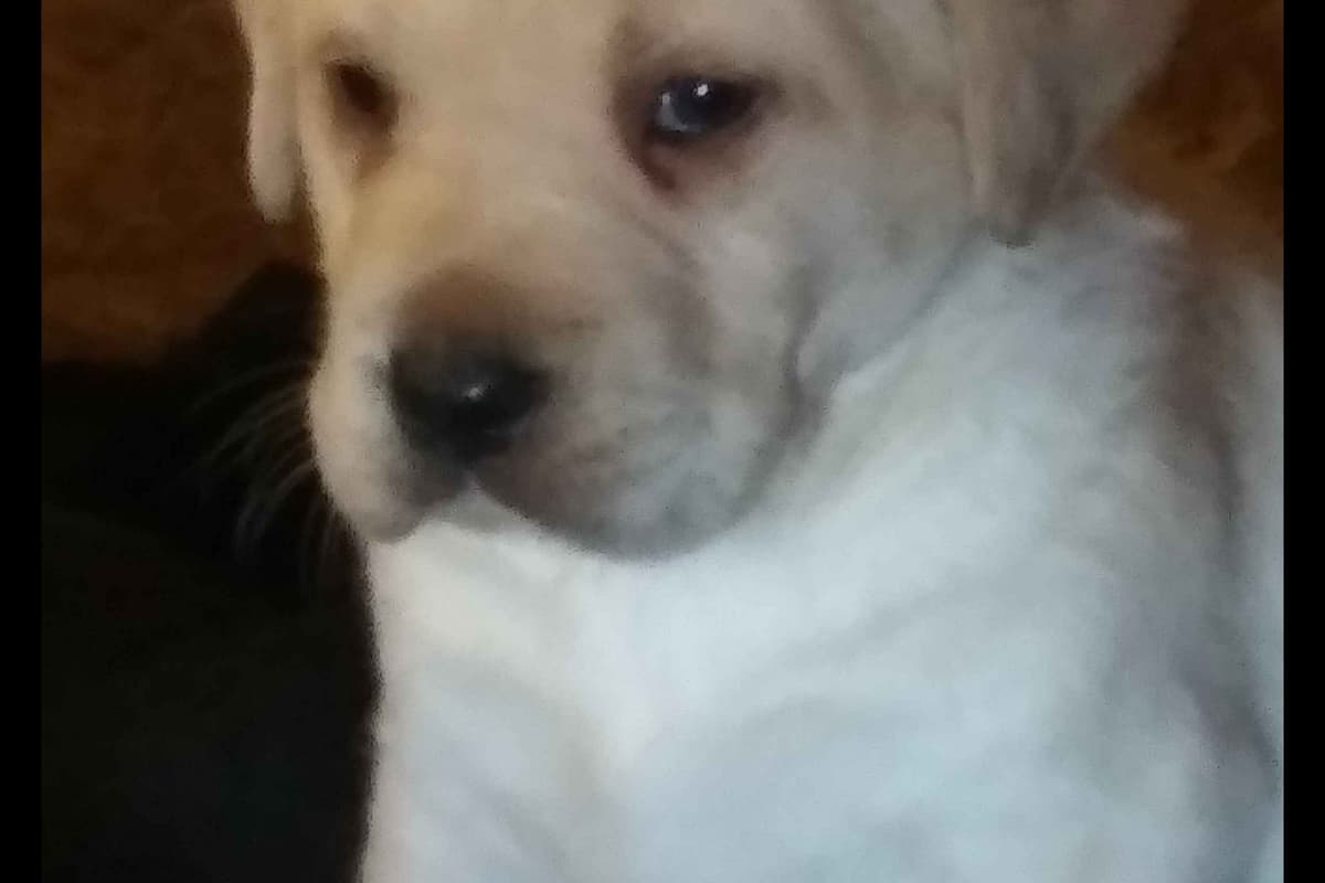 Beautiful Black Male Lab 602 423-0037 breeder image 4