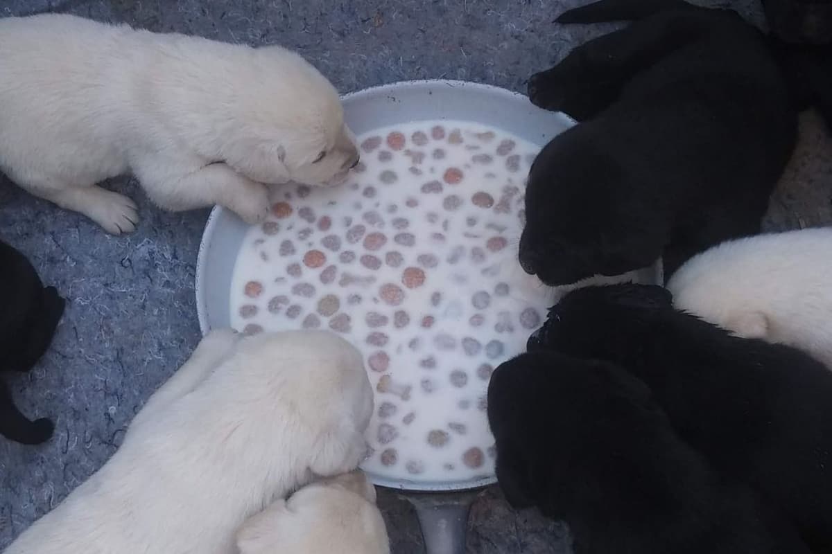 Beautiful Black Male Lab 602 423-0037 breeder image 5