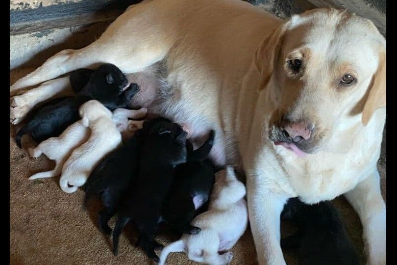 Beautiful Black Male Lab 602 423-0037 breeder image 6
