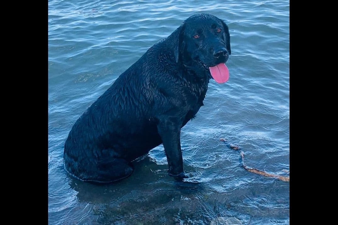 Beautiful Black Male Lab 602 423-0037 breeder image 8