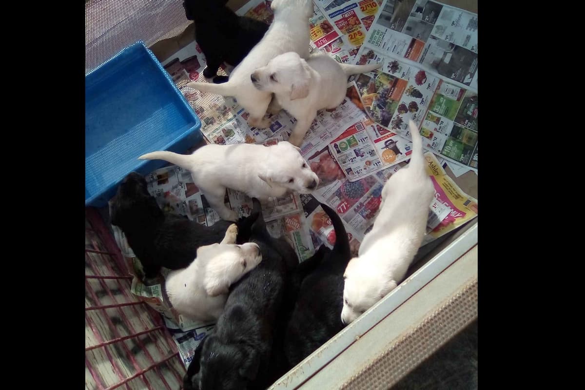 Beautiful Black Male Lab 602 423-0037 breeder image 10