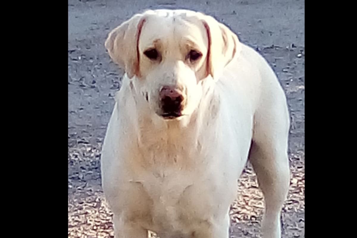Beautiful Black Male Lab 602 423-0037 breeder image 11