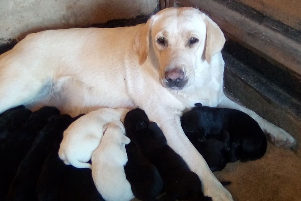Beautiful Black Male Lab 602 423-0037 breeder image 12