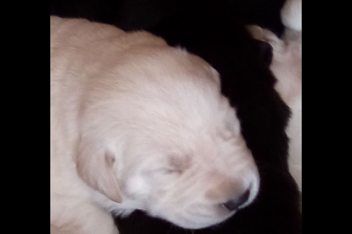 Beautiful Black Male Lab 602 423-0037 breeder image 13