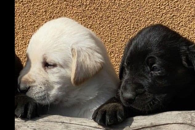 Beautiful Black Male Lab 602 423-0037 breeder image 14