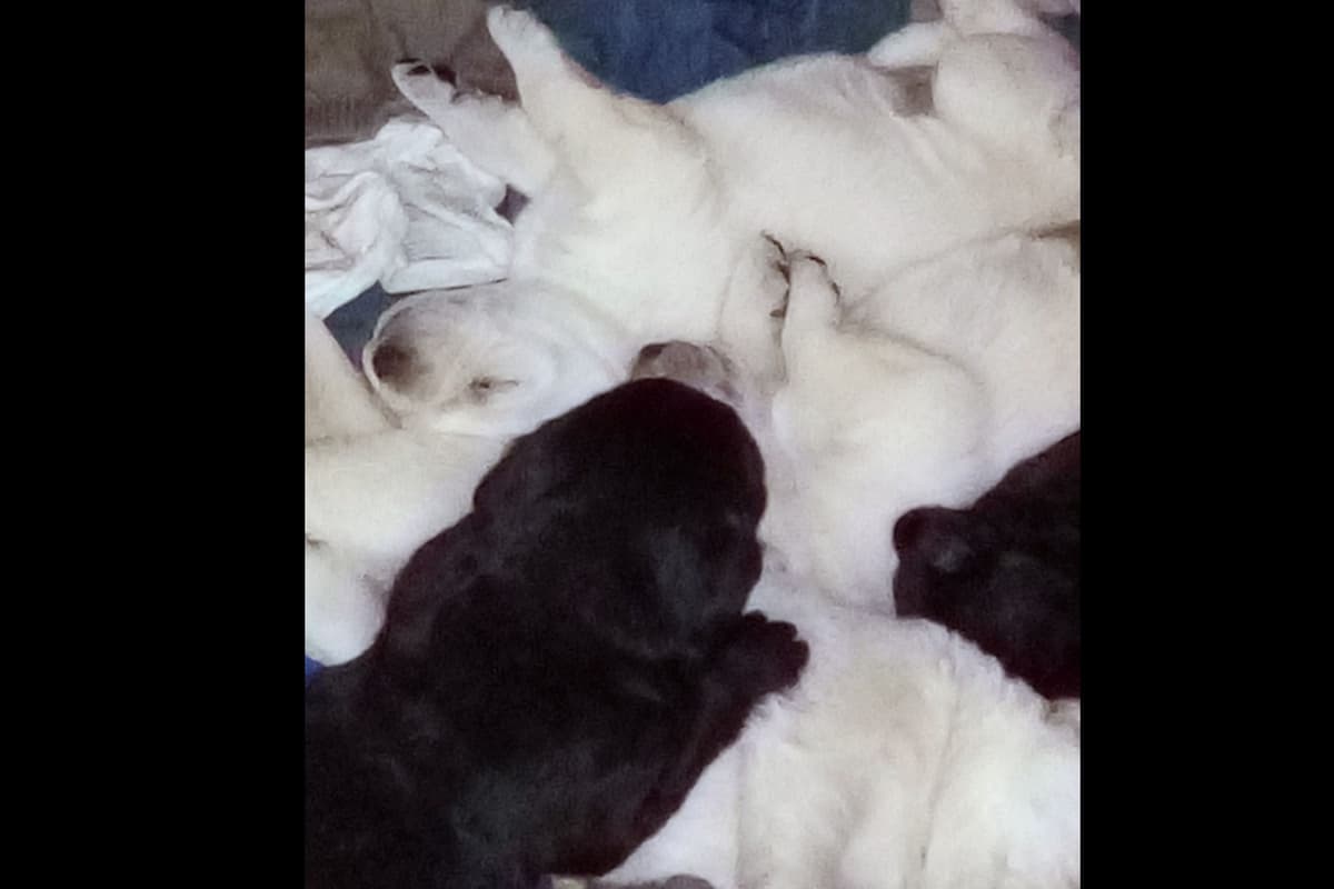 Beautiful Black Male Lab 602 423-0037 breeder image 16