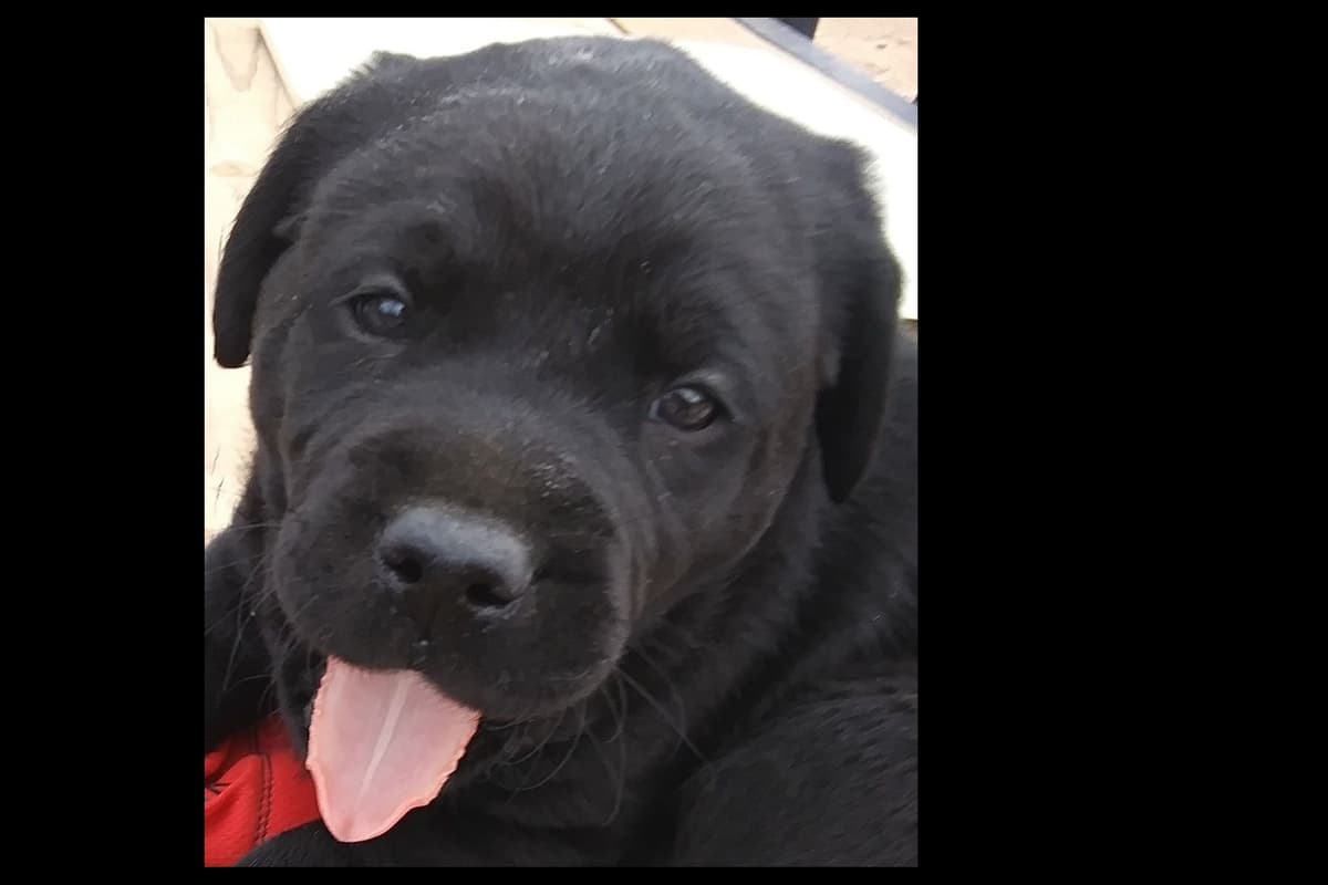 Beautiful Black Male Lab 602 423-0037 breeder image 17