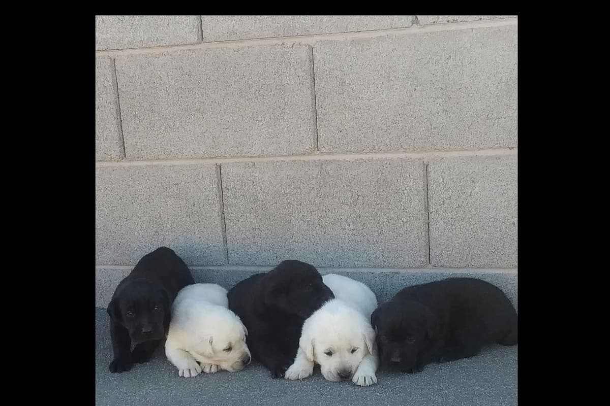 Beautiful Black Male Lab 602 423-0037 breeder image 18