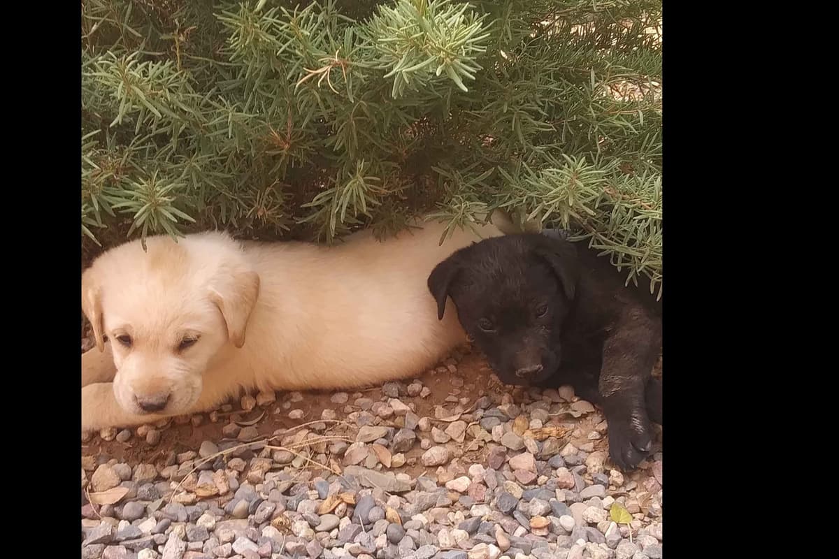 Beautiful Black Male Lab 602 423-0037 breeder image 21