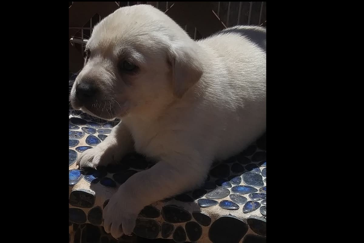 Beautiful Black Male Lab 602 423-0037 breeder image 22