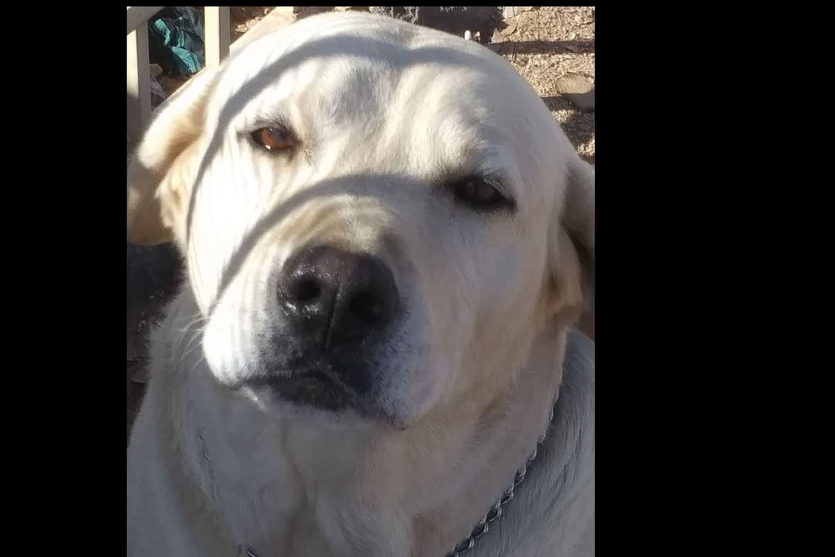 Beautiful Black Male Lab 602 423-0037 breeder image 24