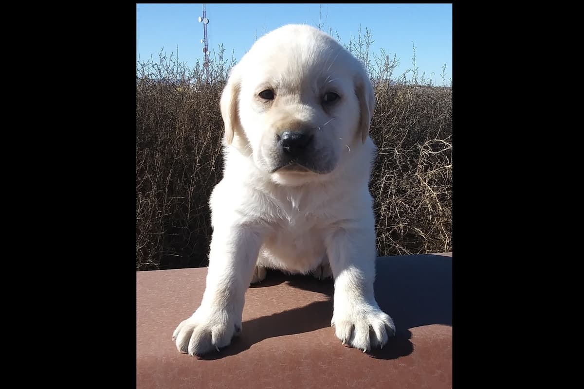 Beautiful Black Male Lab 602 423-0037 breeder image 25