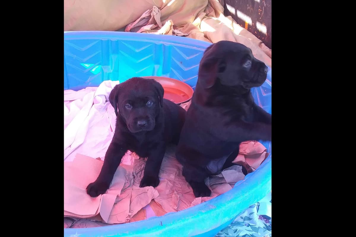 Beautiful Black Male Lab 602 423-0037 breeder image 26