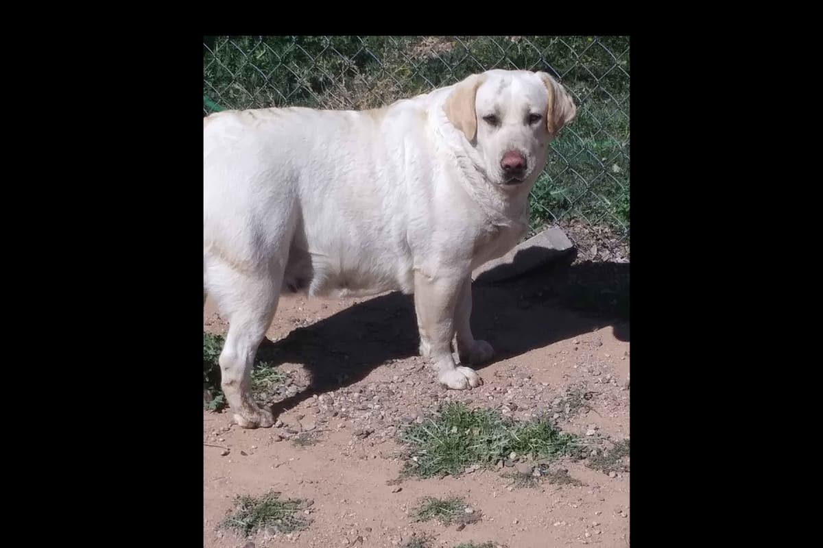Beautiful Black Male Lab 602 423-0037 breeder image 27