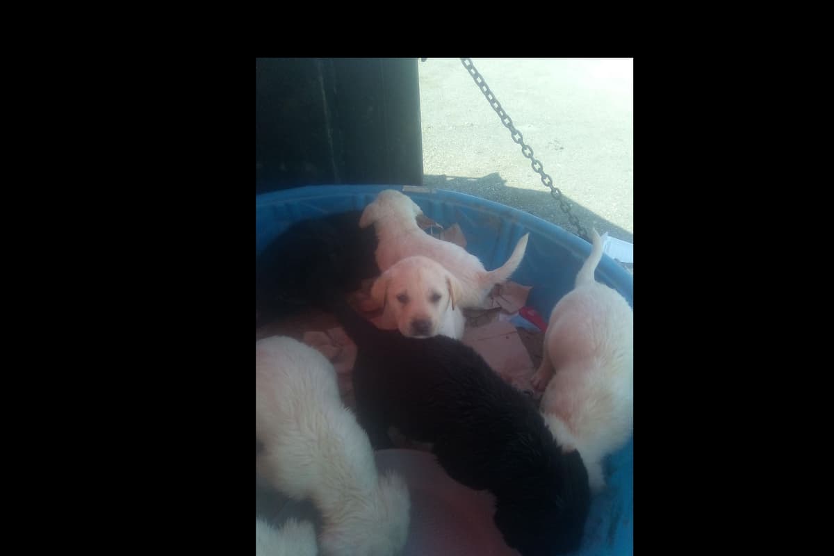 Beautiful Black Male Lab 602 423-0037 breeder image 28