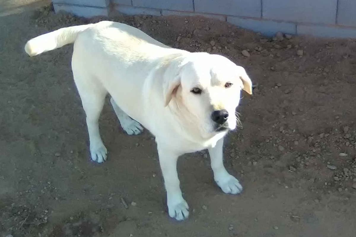 Beautiful Black Male Lab 602 423-0037 breeder image 29