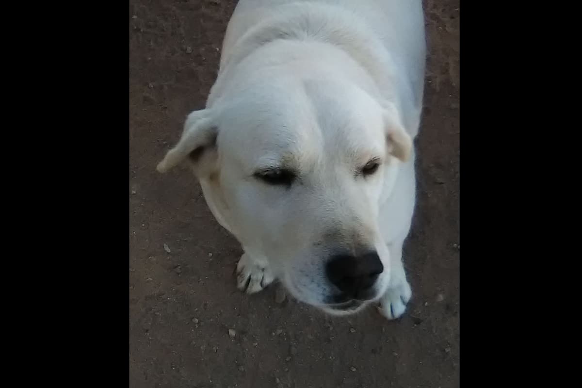 Beautiful Black Male Lab 602 423-0037 breeder image 30