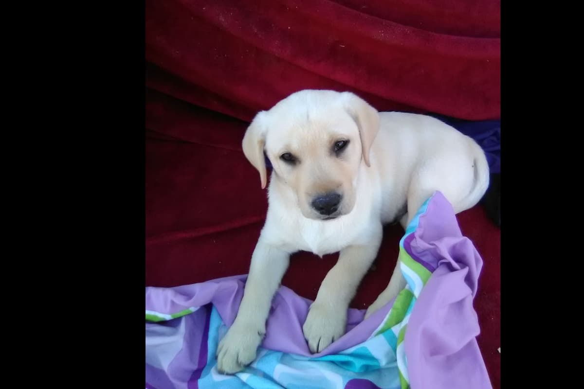 Beautiful Black Male Lab 602 423-0037 breeder image 31