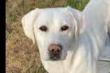 Beautiful Black Male Lab 602 423-0037 breeder image 32