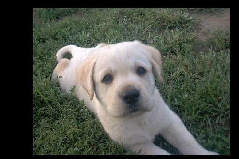 Beautiful Black Male Lab 602 423-0037 breeder image 33