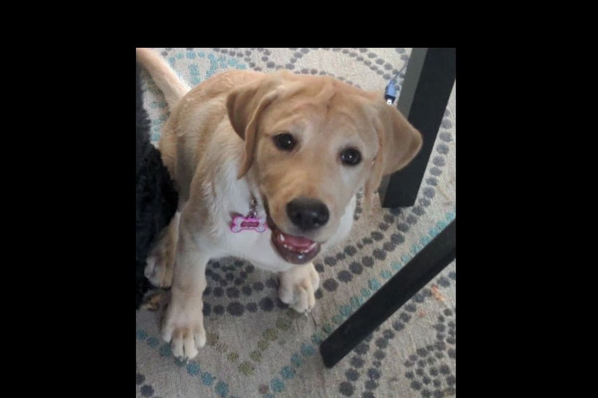 Beautiful Black Male Lab 602 423-0037 breeder image 36