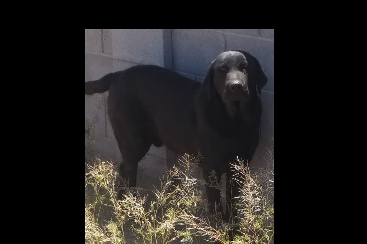Beautiful Black Male Lab 602 423-0037 breeder image 37