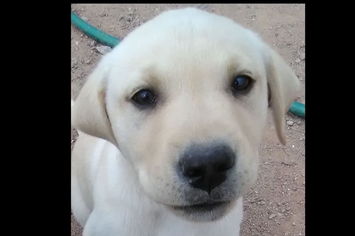 Beautiful Black Male Lab 602 423-0037 breeder image 38