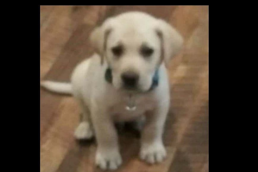 Beautiful Black Male Lab 602 423-0037 breeder image 39