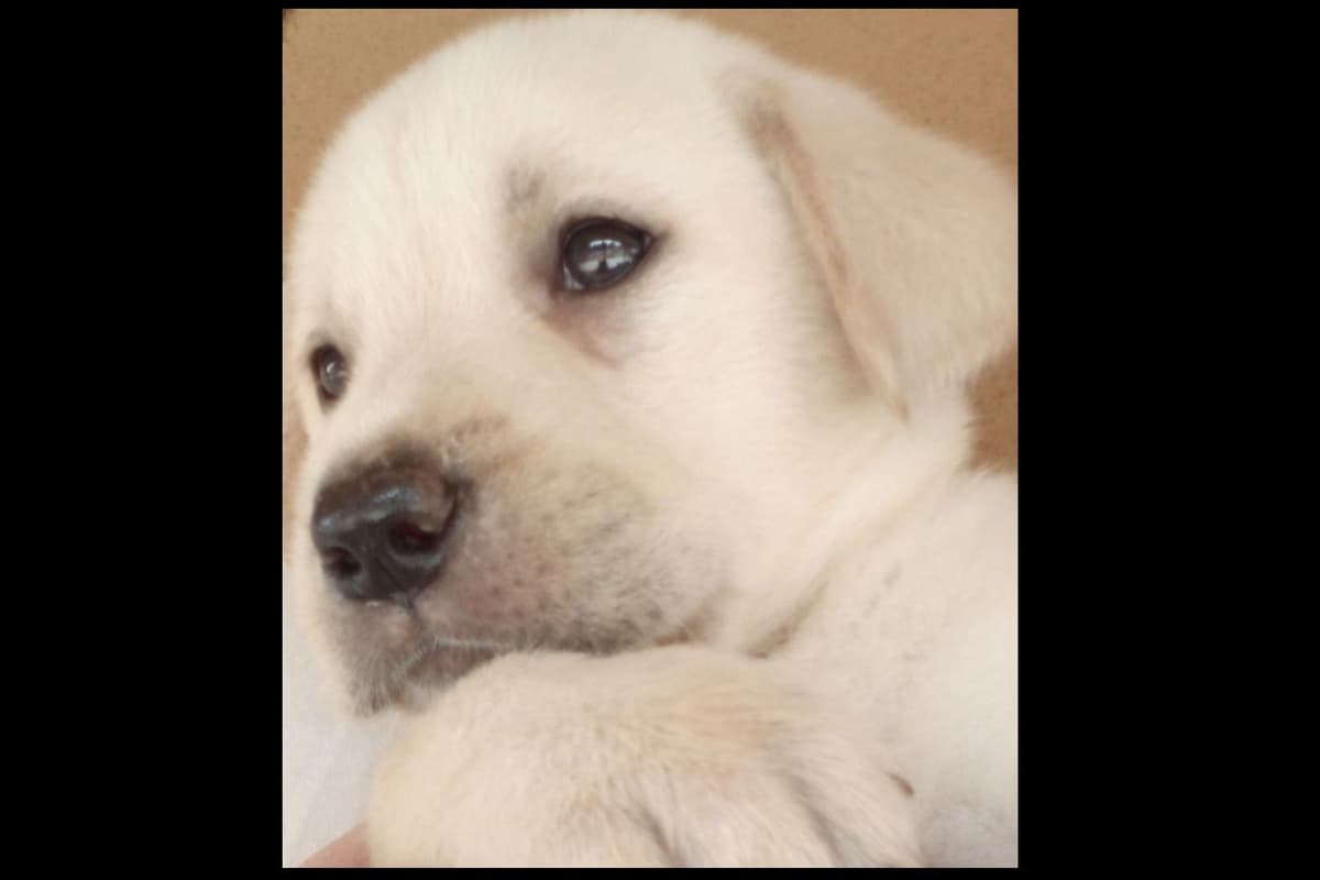 Beautiful Black Male Lab 602 423-0037 breeder image 40