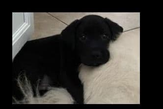 Beautiful Black Male Lab 602 423-0037 breeder image 41