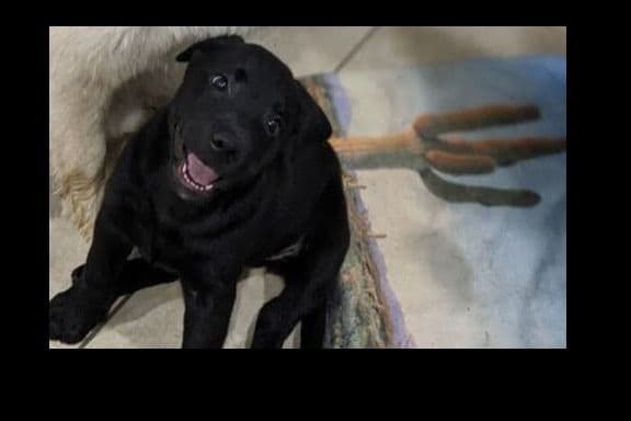 Beautiful Black Male Lab 602 423-0037 breeder image 42