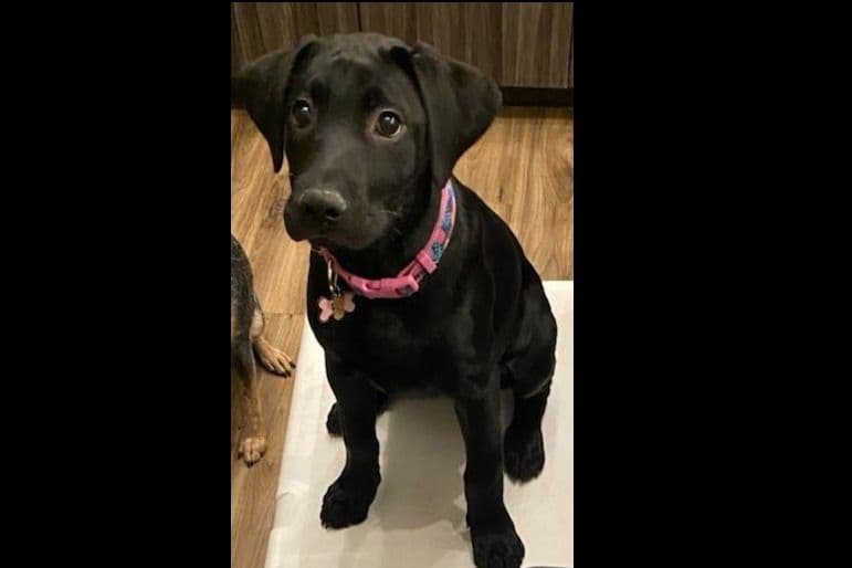 Beautiful Black Male Lab 602 423-0037 breeder image 43