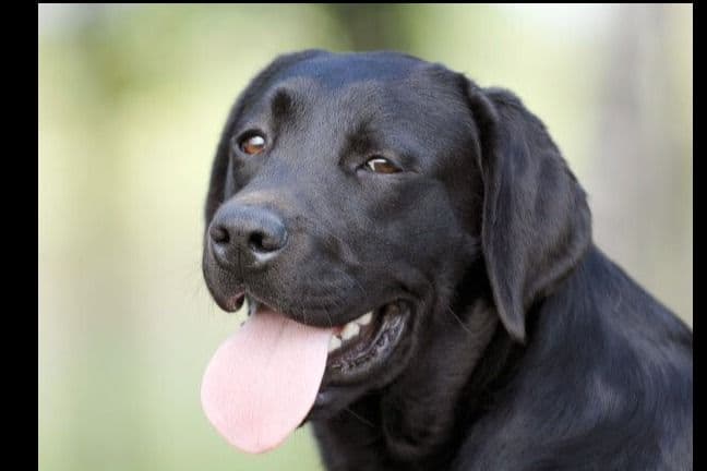 Beautiful Black Male Lab 602 423-0037 breeder image 44