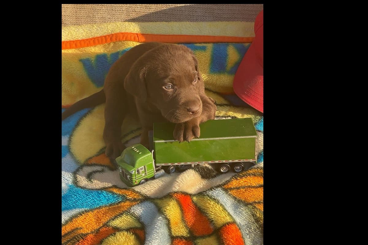 Beautiful Black Male Lab 602 423-0037 breeder image 45