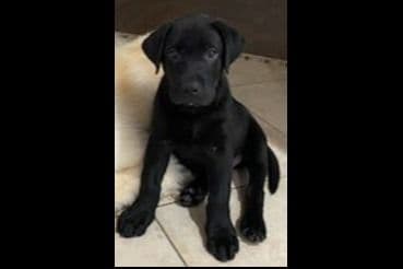 Beautiful Black Male Lab 602 423-0037 breeder image 47