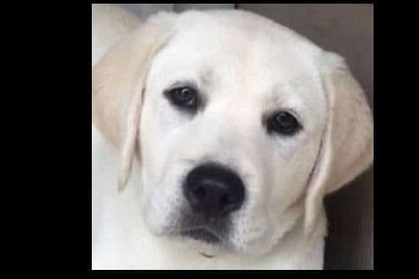 Beautiful Black Male Lab 602 423-0037 breeder image 50