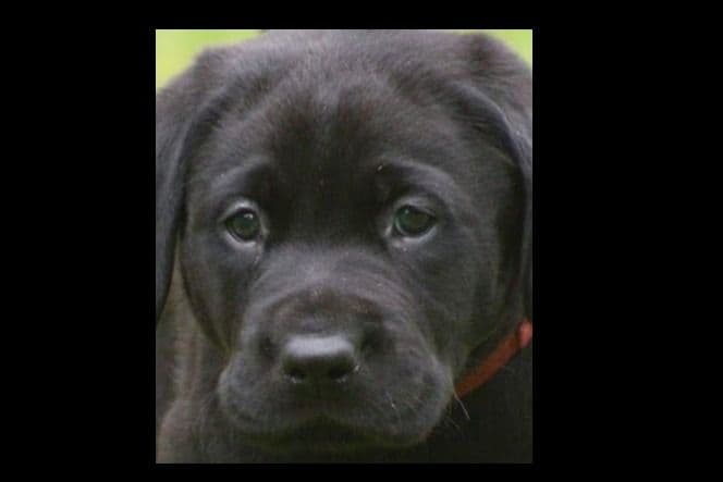 Beautiful Black Male Lab 602 423-0037 breeder image 51