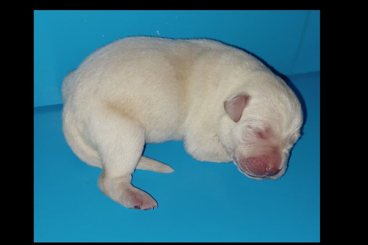 Beautiful Black Male Lab 602 423-0037 breeder image 52