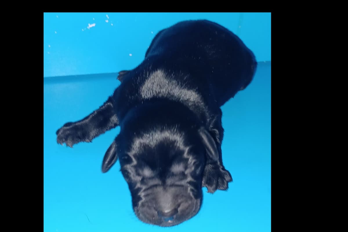 Beautiful Black Male Lab 602 423-0037 breeder image 53