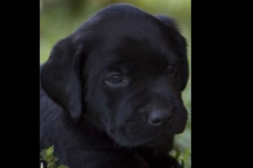Beautiful Black Male Lab 602 423-0037 breeder image 55